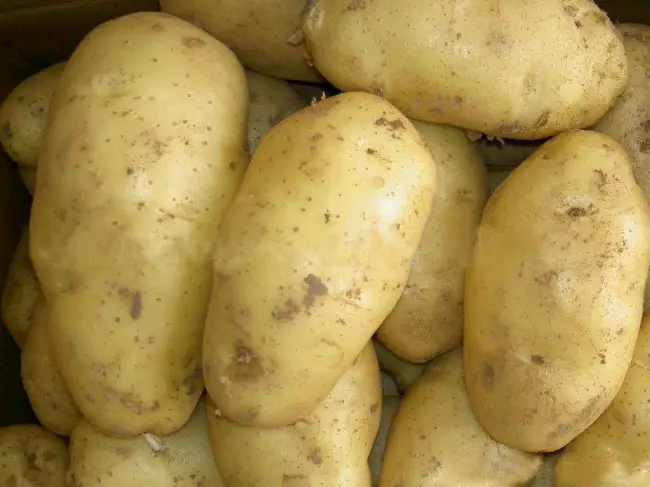 Характеристика картофеля сорта чародей