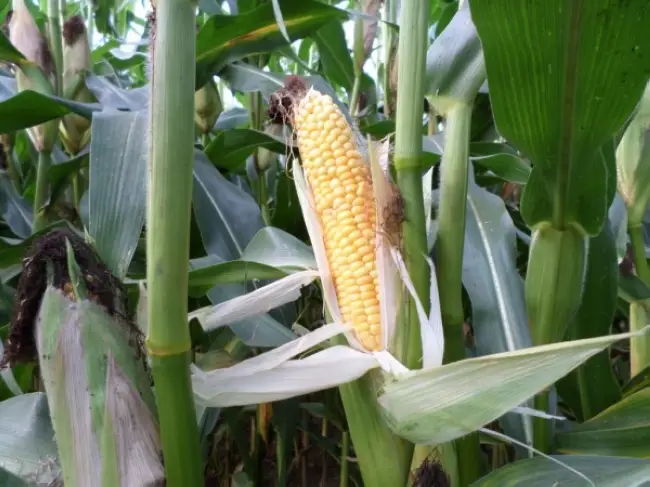 Кукуруза на зерно МАС 23.К