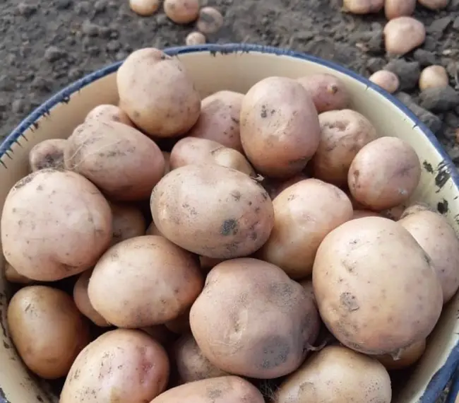 Сорт картофеля «Дина» – описание и фото