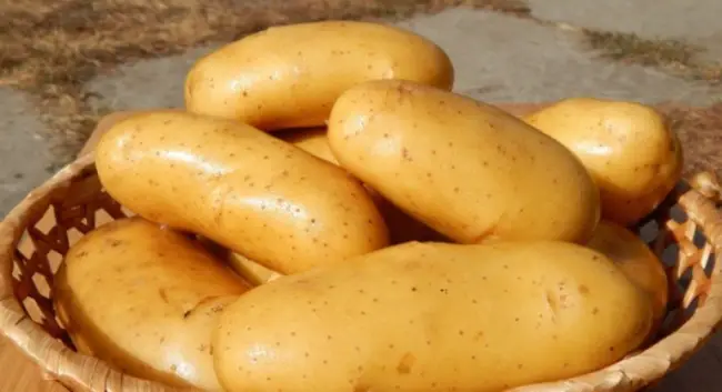 Картофель, который дает урожай в любую погоду/ Сорт «КОРОЛЕВА АННА» — YouTube