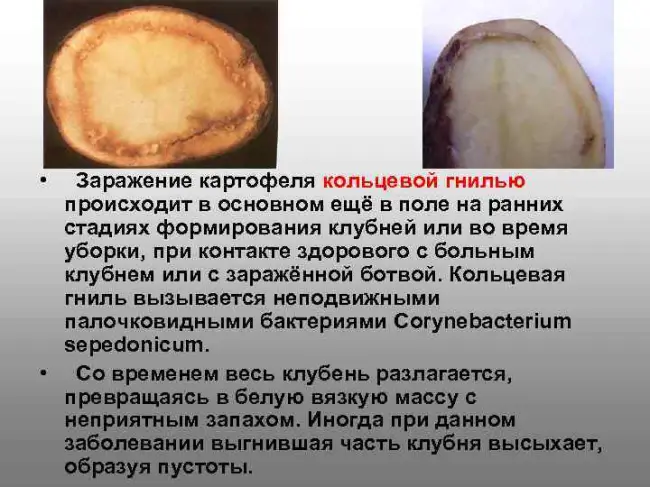 Кольцевая гниль картофеля: фото, описание и лечение