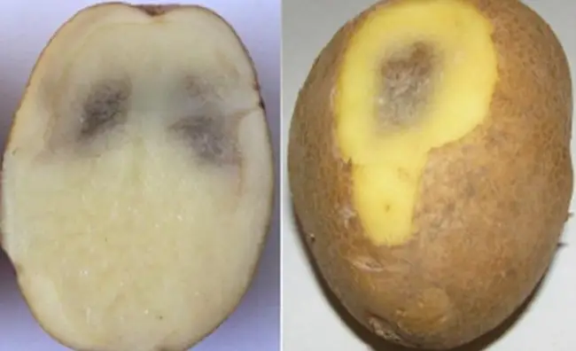 Черная пятнистость на картофеле — 19 болезней картофеля с описанием, 32 фото и лечением + устойчивые сорта