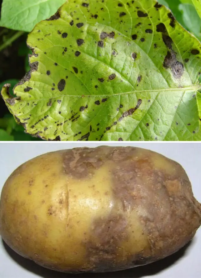 Фитофтороз и альтернариоз картофеля | «Сингента» в России