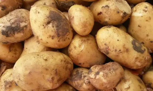 Картофель Брянский надежный | Сорта картофеля