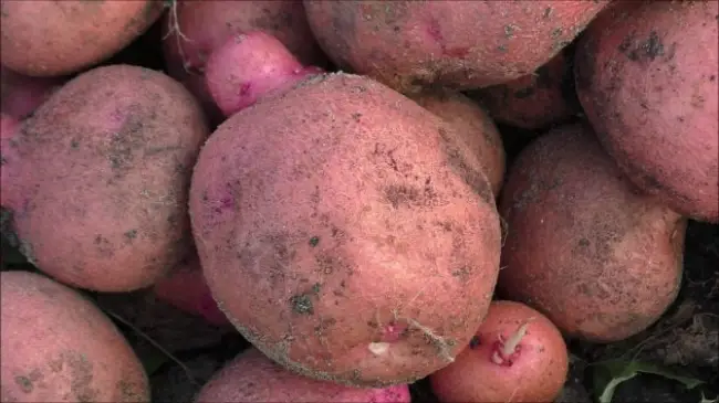 Неприхотливость картофеля сорта Журавинка, продуктивность и великолепный вкус понравились многим. Узнайте, как вырастить этот картофель.