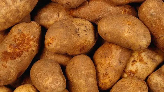 Картофель «Колобок»: описание сорта, фото, характеристики и особенности выращивания Русский фермер