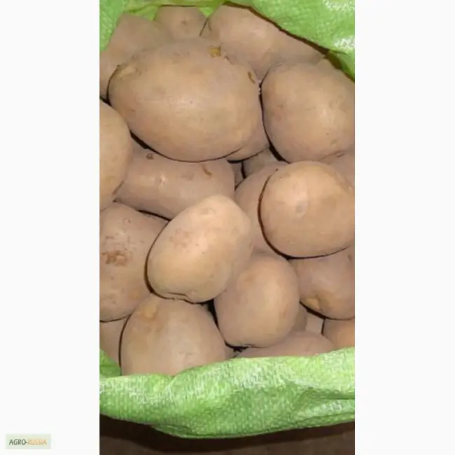 Белорусский картофель сорта Уладар — отличный вкус и простота выращивания