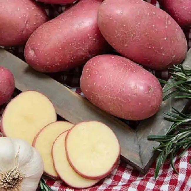 Сорт картофеля Хозяюшка универсален ко всем климатическим условиям. Пригоден как для домашней кулинарии, так и для промышленного производства. Устойчив различным заболеваниям и вредителям.