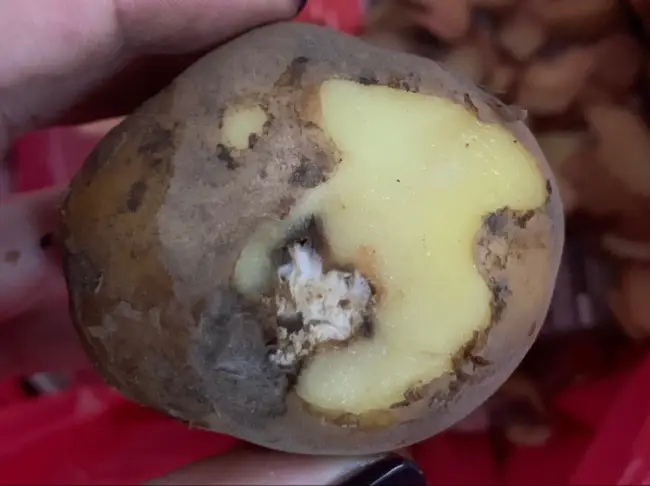 Макроспариоз на картофеле — Макроспориоз картофеля: описание болезни и лечение