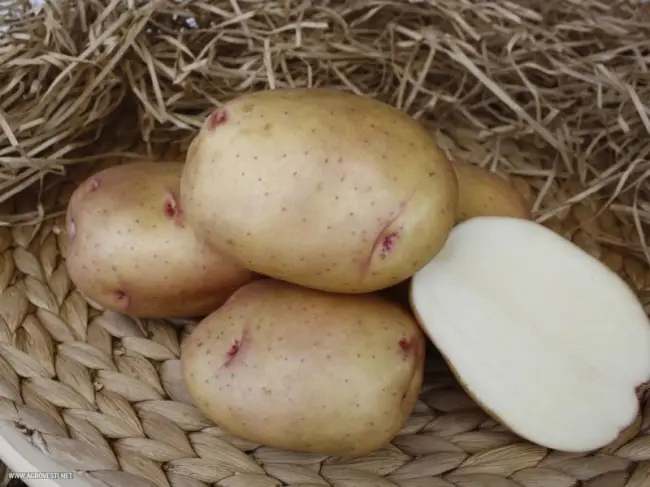 В этой статье мы рассмотрим ранний сорт картофеля Жуковский 🥔, поговорим о свойствах и характеристиках. Об особенностях борьбы с вредителями и др.