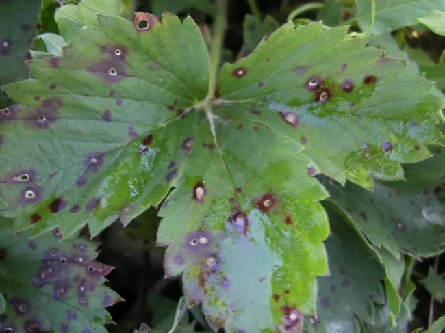 Белая пятнистость на любистоке — How To Treat A Sick Lovage Plant — Symptoms Of Common Lovage Herb Diseases