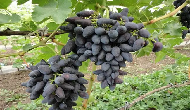 Выращивание винограда Викинг — как посадить и ухаживать?