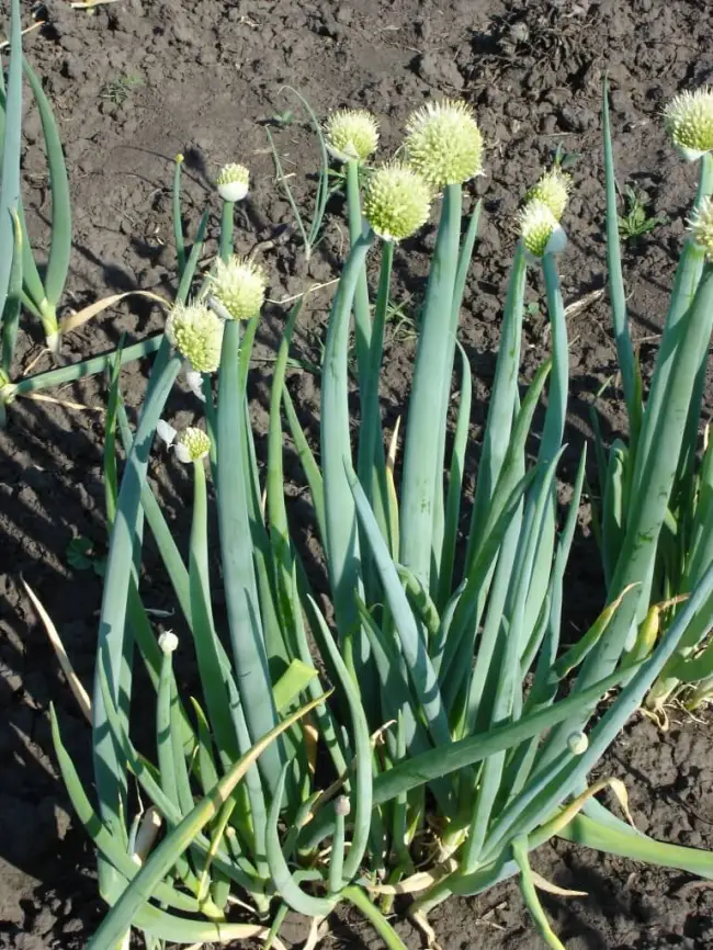 Лук батун пикник описание сорта — Апрельский лук-батун, особенности выращивания и ухода за растением