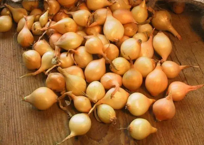 Лук севок Купидо — сверхранний сорт. Характеризуется высокой урожайностью, непритязательностью, отличным вкусом и высокой устойчивостью к болезням
