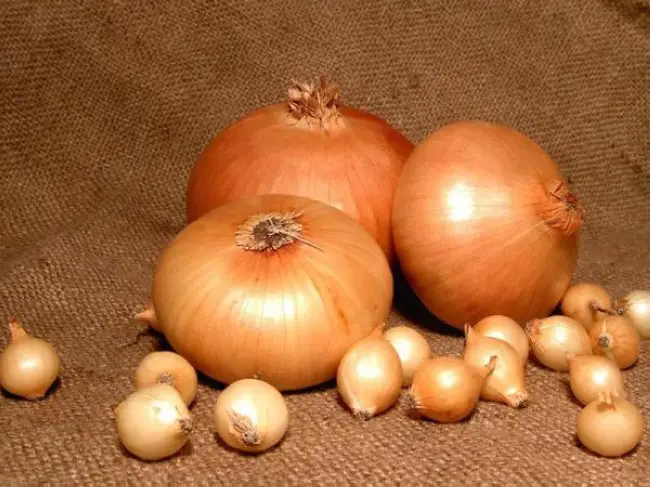 Лук новичок описание сорта — Крупная луковица за один сезон: 15 сортов репчатого лука для выращивания из семян