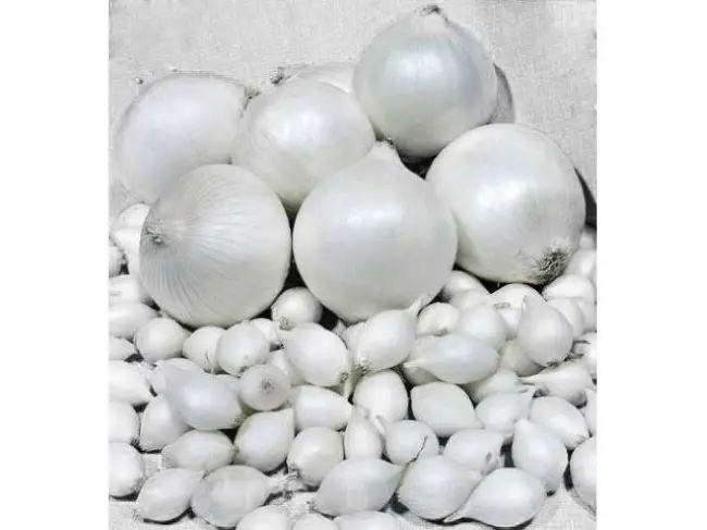 Белый лук-севок Стардаст: описание сорта, фото, отзывы