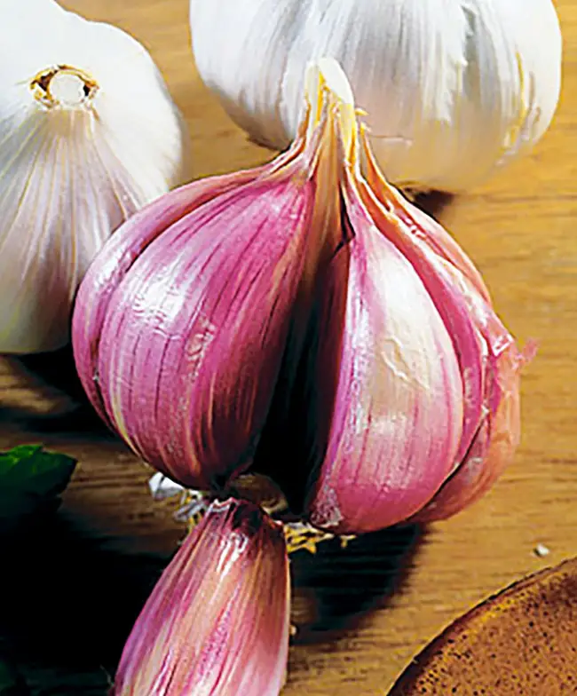 Фиолетовый лук: описание, сорта, полезные свойства