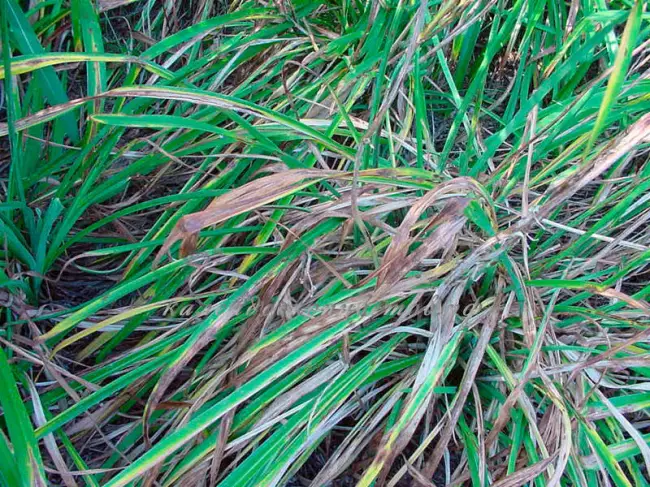 Полосатость листьев на лилейнике — Daylily Leaf Streak Fungus – Controlling Daylilies With Leaf Streak Symptoms