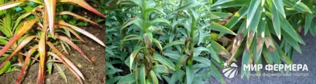 Фузариоз лилий — методы борьбы с заболеванием | Садоводство и Огородничество