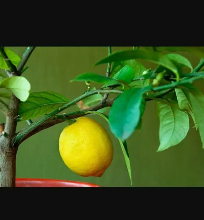Чем подкормить лимон в домашних условиях и минеральные удобрения для лимона в горшке, подкормка зимой и во время плодоношения