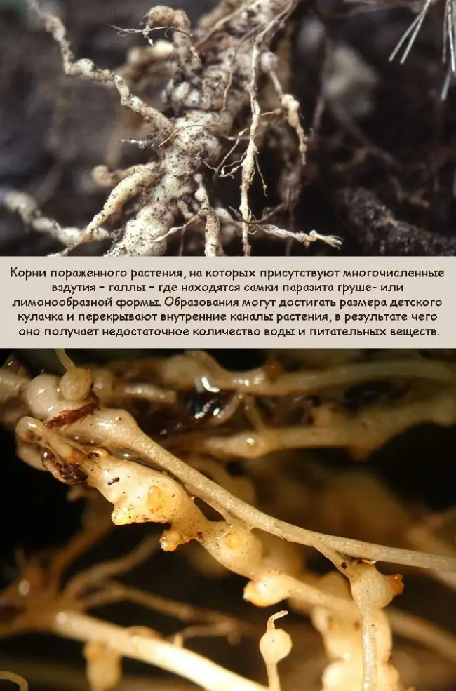Нематода стеблевая лука | Справочник по защите растений — AgroXXI