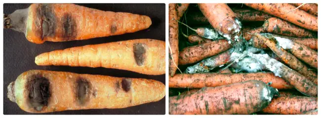 Почему гниет морковь при хранении: заболевания, вызывающие гниль. Что делать с гниющей морковкой, можно ли остановить процесс. Меры профилактики. Как правильно хранить морковь в подвале или подполе.