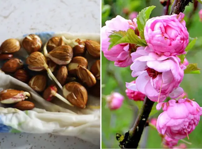 Болезни миндаль — Common Diseases Of Almond Trees — How To Prevent Almond Disease Issues