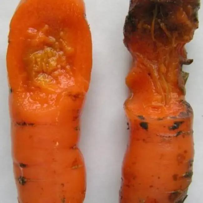 Войлочная гниль на моркови
