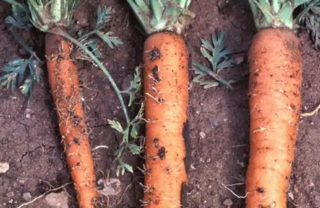 Описание вредителей моркови и средств для защиты корнеплода