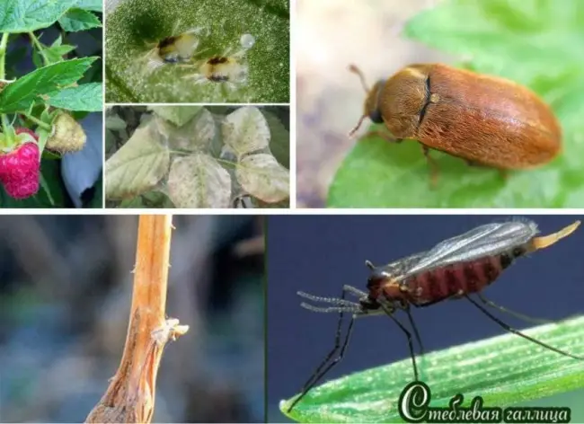 Малинный жук: способы борьбы и профилактики вредителя