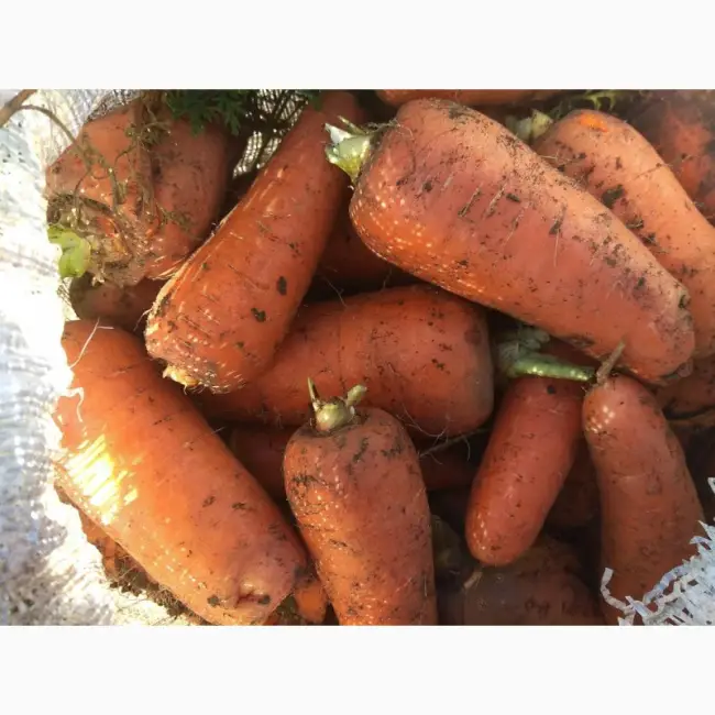 Стоит ли выращивать морковь Абако, плюсы и минусы сорта