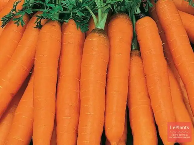 Морковь посевная 'Амстердамска'