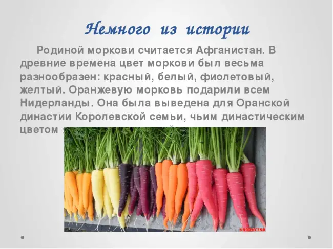 Аттилио - сорт растения Морковь
