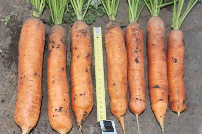 Морковь Балтимор: описание сорта, фото, отзывы, характеристика, достоинства и недостатки, особенности выращивания, урожайность