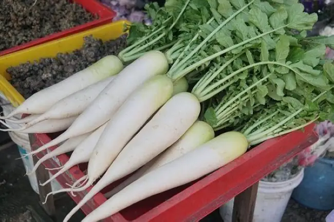 Белая морковь: общая характеристика и внешний вид, преимущества и недостатки, описание известных сортов белой моркови, а также как правильно выращивать, собирать и использовать овощ?