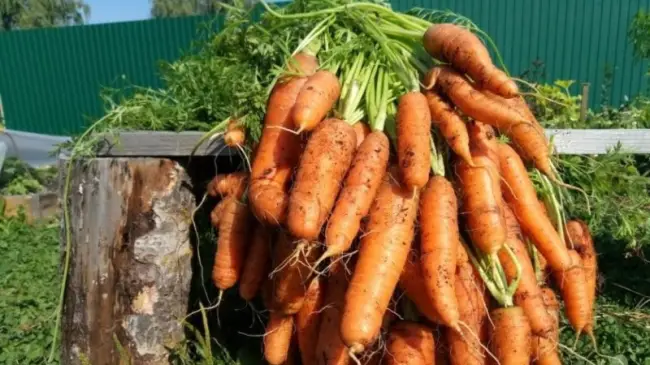 Морковь Берликум роял: описание, фото, отзывы огородников. Характеристика и особенности, советы по выращиванию и уходу.