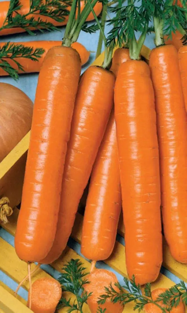 Морковь Витаминная 6: отзывы, фото, характеристика и описание сорта, достоинства и недостатки, особенности выращивания, урожайность