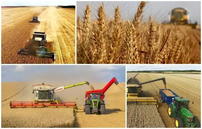 Описание яровой пшеницы сорта Дарья и характеристика, правила выращивания