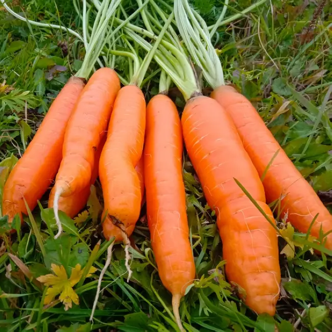 Морковь Золотая Осень