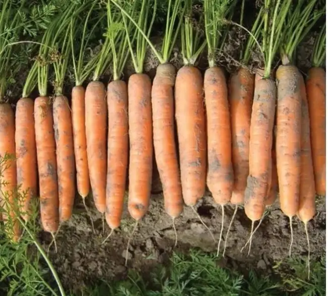 Популярный сорт моркови Канада – нюансы его посадки и ухода