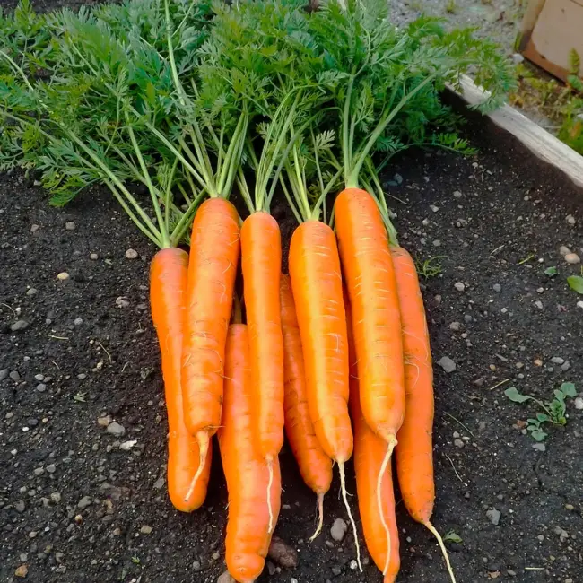 Морковь Карамелька: описание сорта, отзывы, фото, выращивание