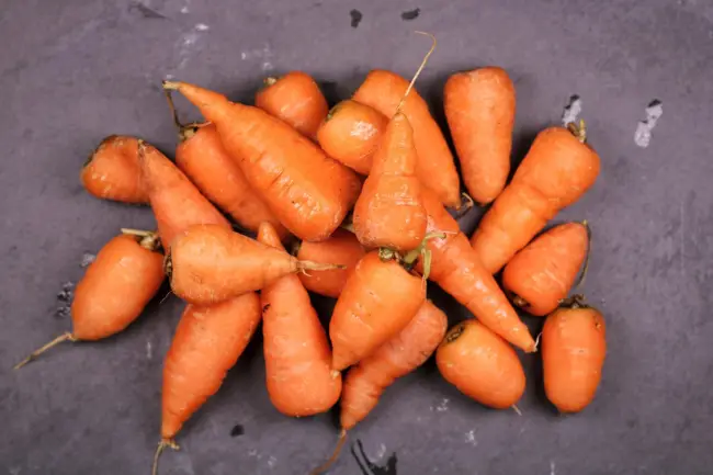 Карамель Сахарная — сорт растения Морковь