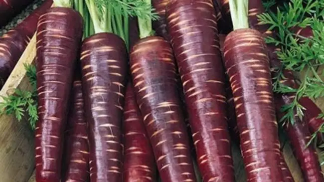 Фиолетовая морковь: Шоколадный заяц f1, Карамель, Пурпур, сиреневая Королева, семена, синяя, описание сортов и гибридов, краткая история и отзывы