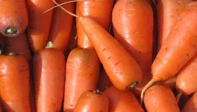 Морковь кардинал описание сорта — Описание сортов моркови, подходящей для зимнего хранения. Фото, позволяющие визуально оценить то, насколько морковь крепкая и плотная.