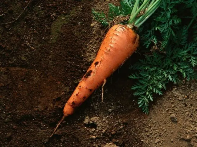 Морковь Красный великан: описание и характеристики сорта, правила посадки и выращивания