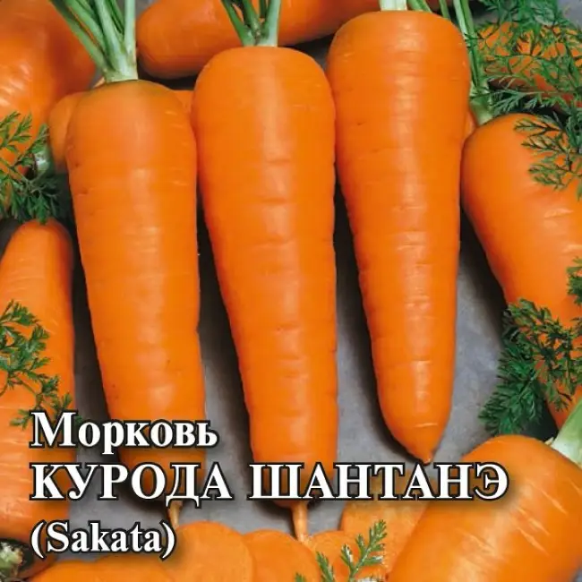 Статья о популярном сорте моркови — Шантане. Прочтите его описание, плюсы и минусы, условия выращивания. Узнайте, какие виды есть у данного корнеплода, кроме таких известных, как Курода и Роял.