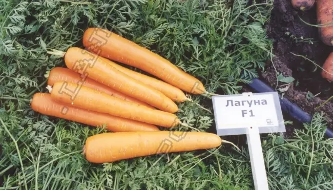Морковь Лагуна f1: описание сорта, отзывы дачников об урожайности и характеристика гибрида, когда сажать и как выращивать, фото