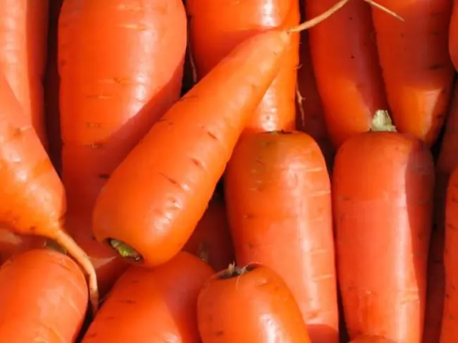 Морковь лакомка описание сорта — Достоинства: Удобно сажать, не надо прореживать, сладкий вкус | Недостатки: нет