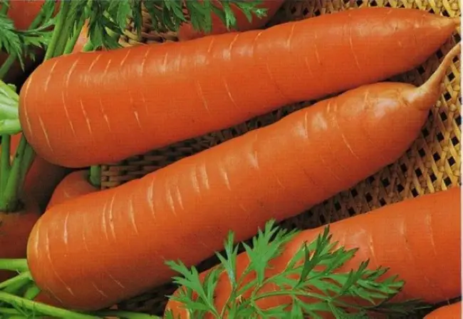 Среднеспелый сорт моркови Лосиноостровская