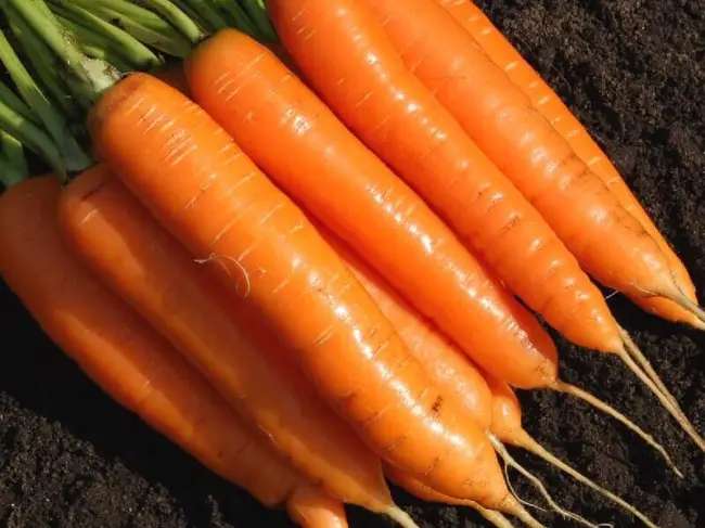 Морковь Мармелад красный: описание и характеристики сорта, правила посадки и выращивания